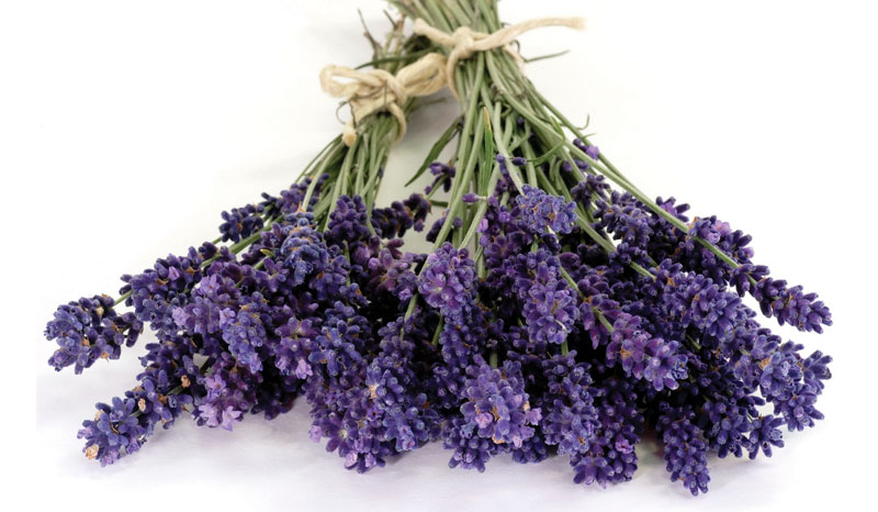 Lavanda