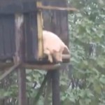 Svinje skakači u vodu nova atrakcija