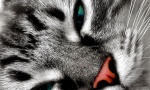 Thumbnail for 118710